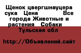 Щенок цвергшнауцера сука › Цена ­ 25 000 - Все города Животные и растения » Собаки   . Тульская обл.
